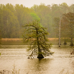 Image showing tall old trees in the middle of lake in fog