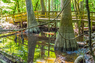 Image showing cypress forest and swamp of Congaree National Park in South Caro