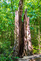 Image showing cypress forest and swamp of Congaree National Park in South Caro