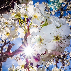 Image showing white cherry blossoms blooming in spring