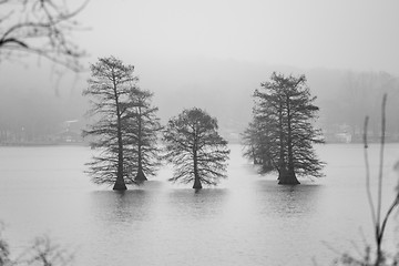 Image showing tall old trees in the middle of lake in fog