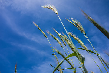 Image showing looking up at blue sky and grass in foreground