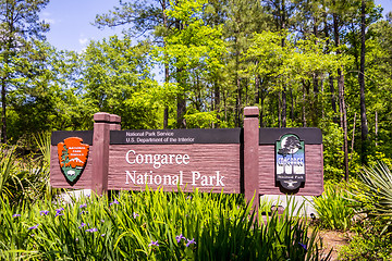 Image showing cypress forest and swamp of Congaree National Park in South Caro