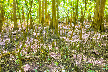 Image showing cypress forest and swamp of Congaree National Park in South Caro