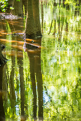 Image showing cypress forest and swamp of Congaree National Park in South Caro