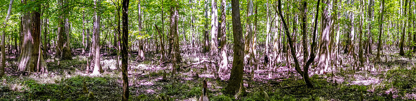 Image showing cypress forest and swamp of Congaree National Park in South Caro