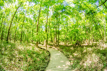 Image showing cypress forest and swamp of Congaree National Park in South Caro