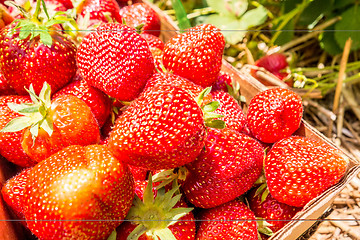 Image showing strawberries in natural background