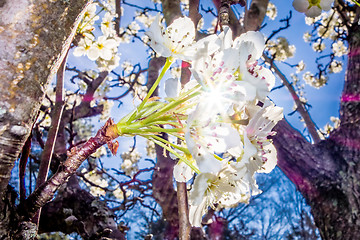 Image showing white cherry blossoms blooming in spring