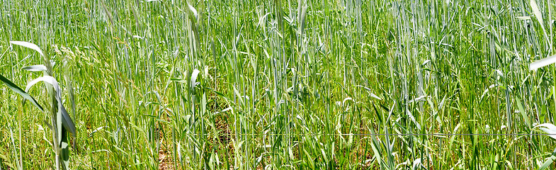 Image showing green grass wheat closeup panorama 
