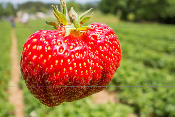 Image showing Close up shot strawberry with planting strawberry background