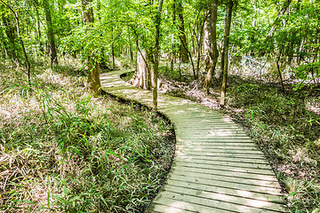 Image showing cypress forest and swamp of Congaree National Park in South Caro