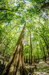 Image showing cypress forest and swamp of Congaree National Park in South Caro