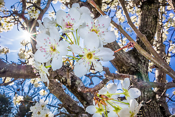 Image showing white cherry blossoms blooming in spring