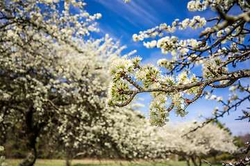 Image showing white cherry blossoms blooming in spring