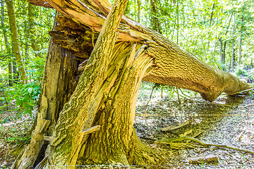 Image showing cypress forest and swamp of Congaree National Park in South Caro