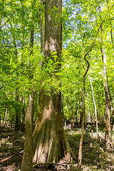 Image showing cypress forest and swamp of Congaree National Park in South Caro