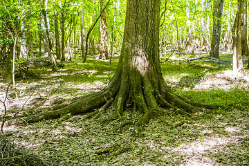 Image showing cypress forest and swamp of Congaree National Park in South Caro