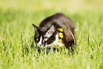 Image showing   black cat playing on green grass lawn