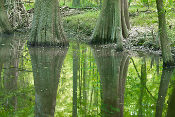 Image showing cypress forest and swamp of Congaree National Park in South Caro