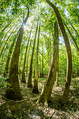 Image showing cypress forest and swamp of Congaree National Park in South Caro