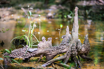 Image showing cypress forest and swamp of Congaree National Park in South Caro