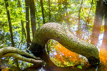 Image showing cypress forest and swamp of Congaree National Park in South Caro