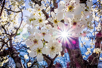 Image showing white cherry blossoms blooming in spring