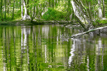 Image showing cypress forest and swamp of Congaree National Park in South Caro