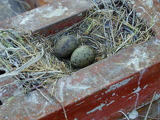 Image showing Sea Gull eggs_3