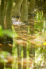 Image showing cypress forest and swamp of Congaree National Park in South Caro