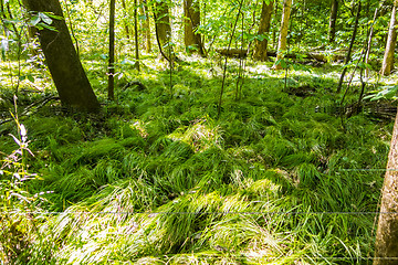 Image showing cypress forest and swamp of Congaree National Park in South Caro