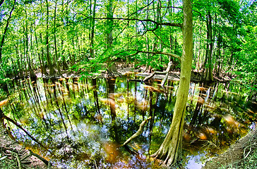 Image showing cypress forest and swamp of Congaree National Park in South Caro