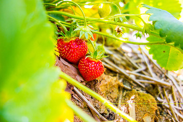 Image showing Strawberry fruits on the branch in the planting strawberry