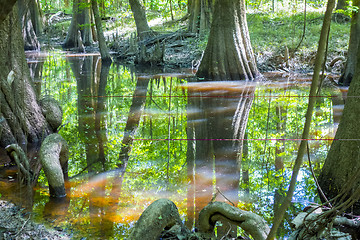 Image showing cypress forest and swamp of Congaree National Park in South Caro