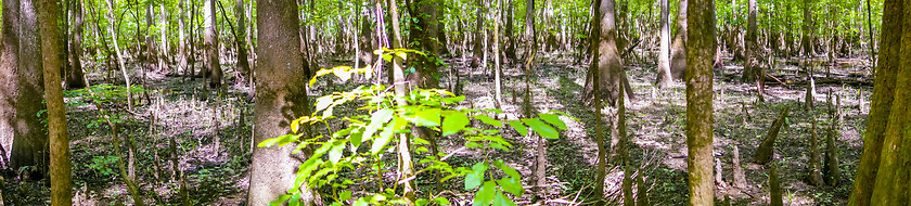 Image showing cypress forest and swamp of Congaree National Park in South Caro