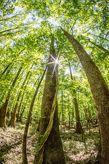 Image showing cypress forest and swamp of Congaree National Park in South Caro