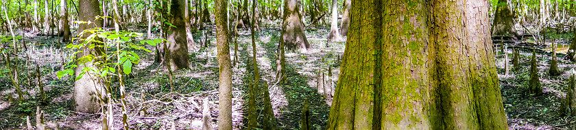 Image showing cypress forest and swamp of Congaree National Park in South Caro