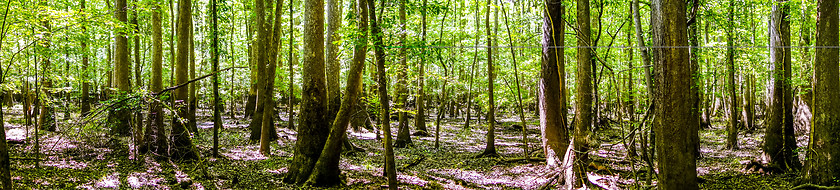 Image showing cypress forest and swamp of Congaree National Park in South Caro