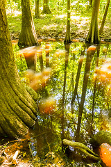 Image showing cypress forest and swamp of Congaree National Park in South Caro