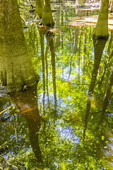 Image showing cypress forest and swamp of Congaree National Park in South Caro