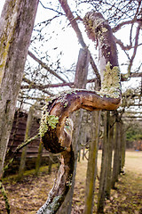 Image showing old vines in mountain vineyard with moss growing