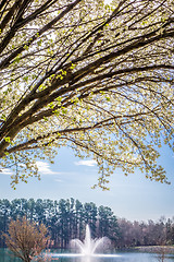 Image showing white cherry blossoms blooming in spring