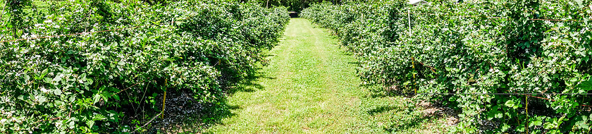 Image showing panorama of rapberry farm isle