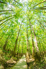 Image showing cypress forest and swamp of Congaree National Park in South Caro