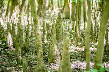 Image showing cypress forest and swamp of Congaree National Park in South Caro