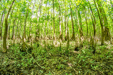 Image showing cypress forest and swamp of Congaree National Park in South Caro