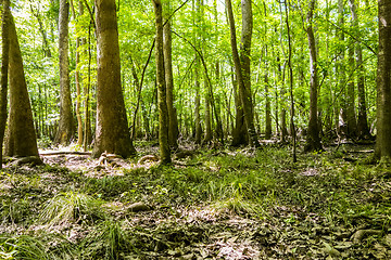 Image showing cypress forest and swamp of Congaree National Park in South Caro