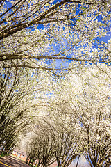 Image showing white cherry blossoms blooming in spring