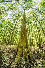 Image showing cypress forest and swamp of Congaree National Park in South Caro